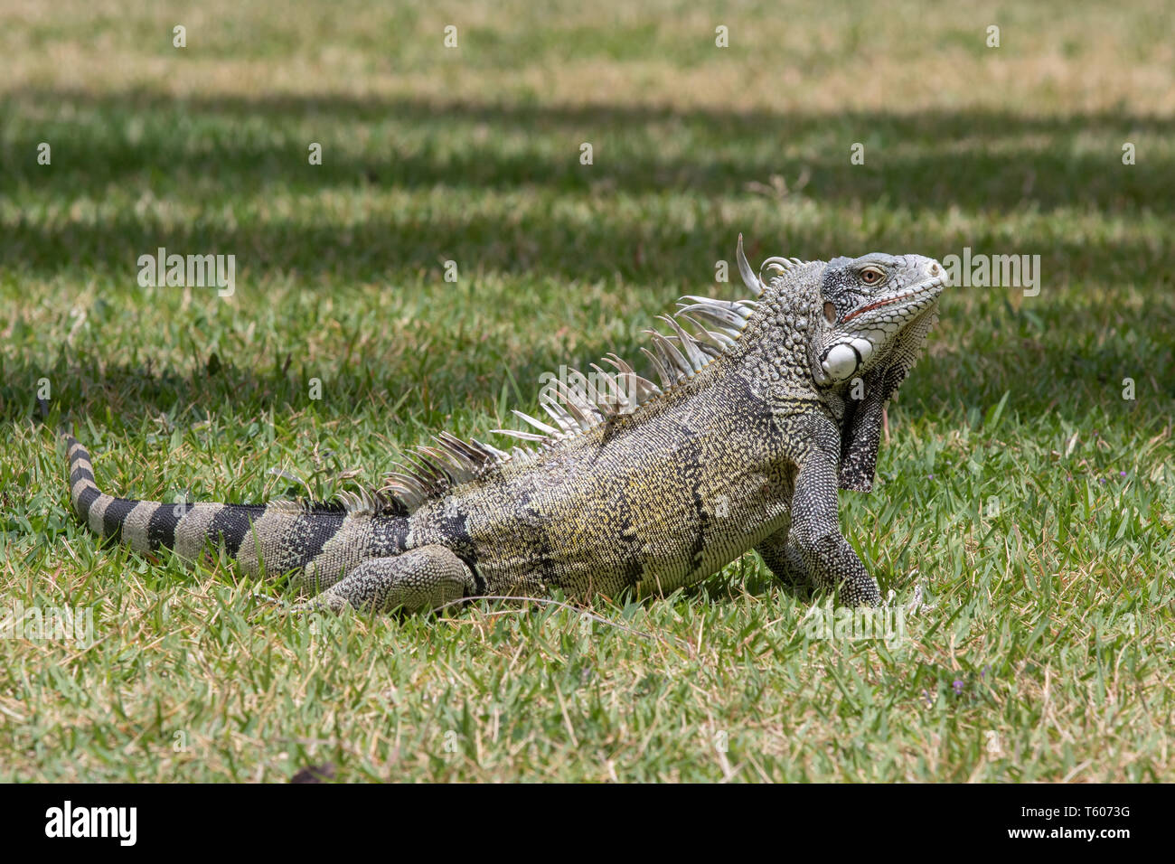 Iguana verde in posa su un campo di erba in Curacao Foto Stock