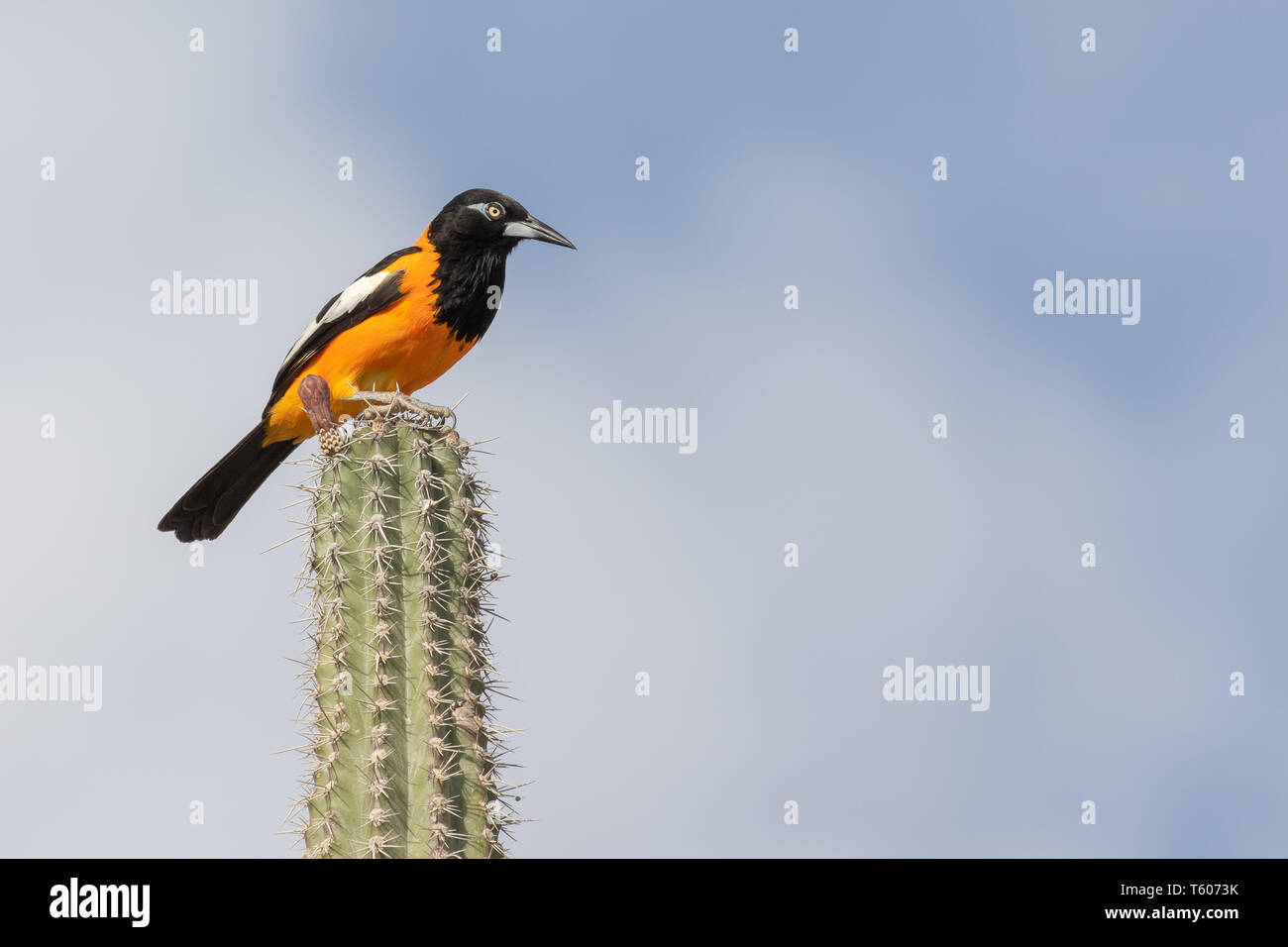Un venezuelano troupial bird seduto sulla cima di un cactus Kadushi in Curacao Foto Stock