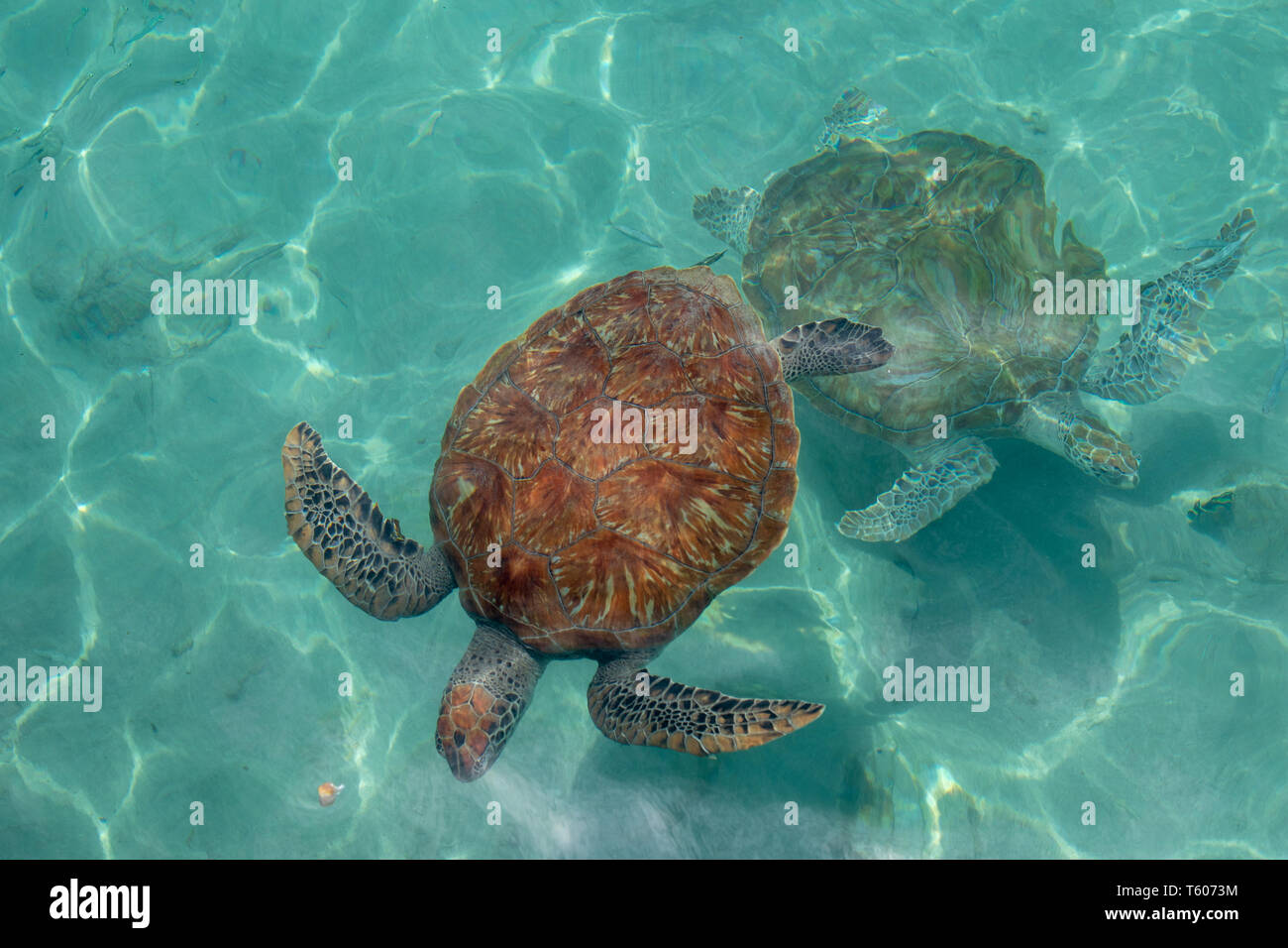 Due tartarughe marine verdi nuoto insieme a Curacao Foto Stock