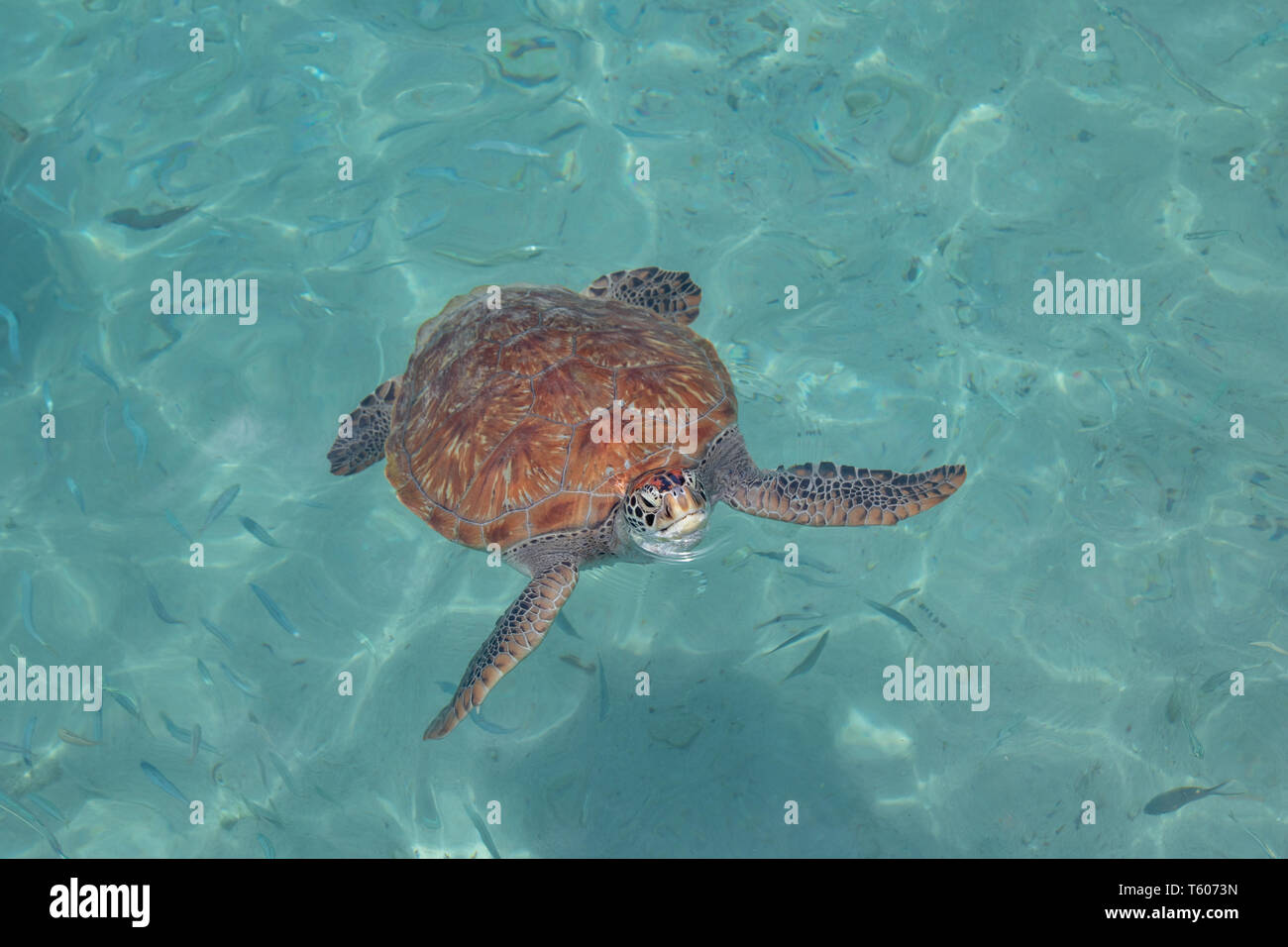 Una tartaruga verde compare per un soffio di aria in Curacao Foto Stock