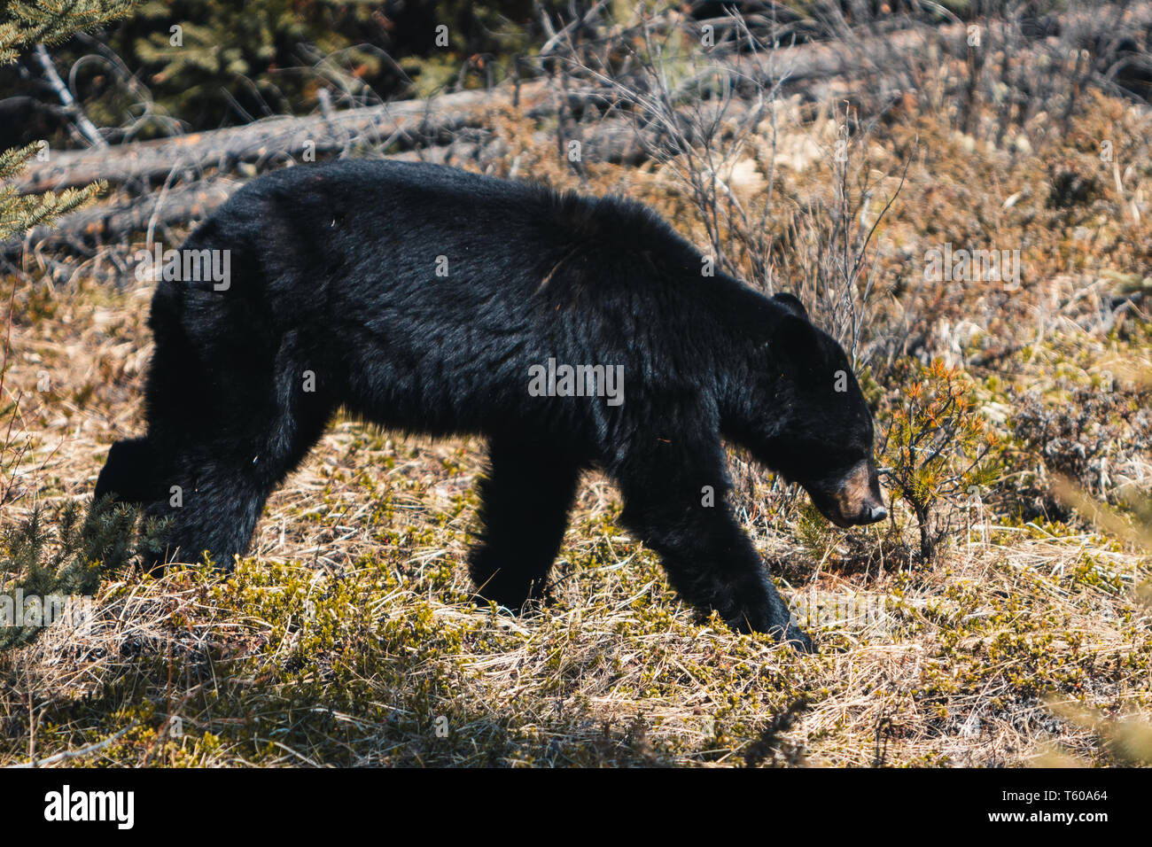 Parco Nazionale di Jasper, Alberta, Canada, orso nero wanders, Viaggi Alberta, Canadian Rockies, Icefields Parkway, il Lago Maligne, Banff, America del Nord la fauna selvatica Foto Stock