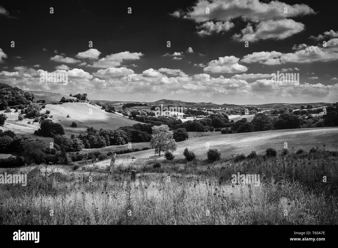 Verdi colline della campagna paesaggistica sulla luminosa giornata soleggiata nel Galles del Nord, Regno Unito. Modifica monocromatica Foto Stock