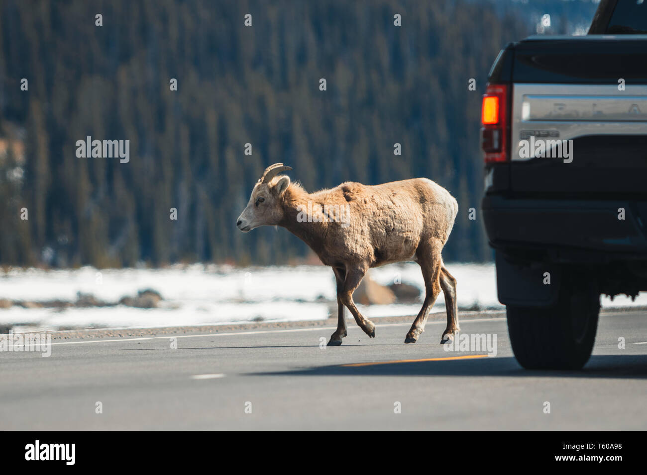 Le pecore di montagna attraversando la strada principale, Icefields Parkway, Jasper National Park, Viaggi Alberta, Canadian Rockies, fauna selvatica, Canada, vacanze, esperienza Foto Stock