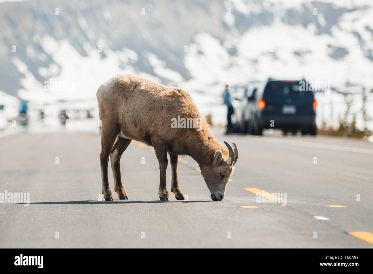 Le pecore di montagna attraversando la strada principale, Icefields Parkway, Jasper National Park, Viaggi Alberta, Canadian Rockies, fauna selvatica, Canada, vacanze, esperienza Foto Stock