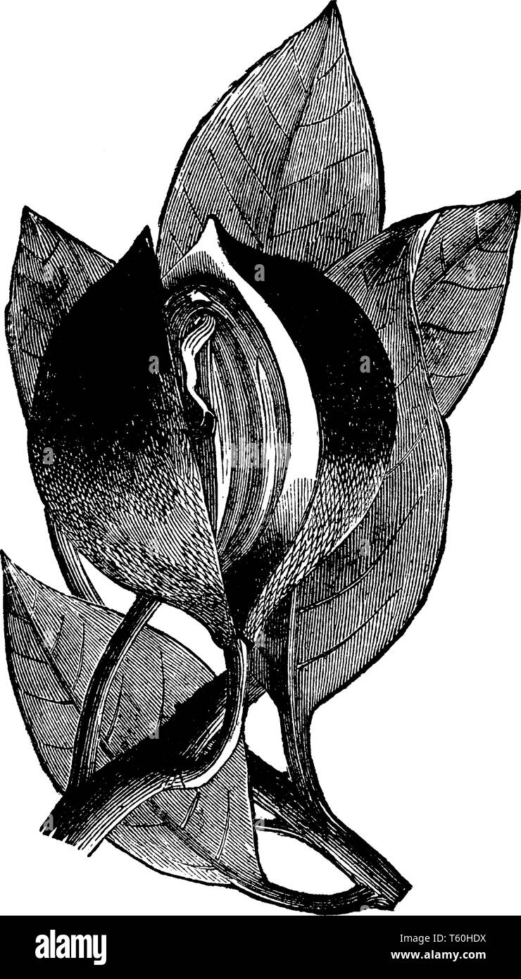 La noce moscata è un tropicale albero sempreverde (Famiglia Myristicaceae) e lo Spice è fatto del suo seme. È cresciuto principalmente in Indonesia. Rinforza il sistema immunitario, p Illustrazione Vettoriale