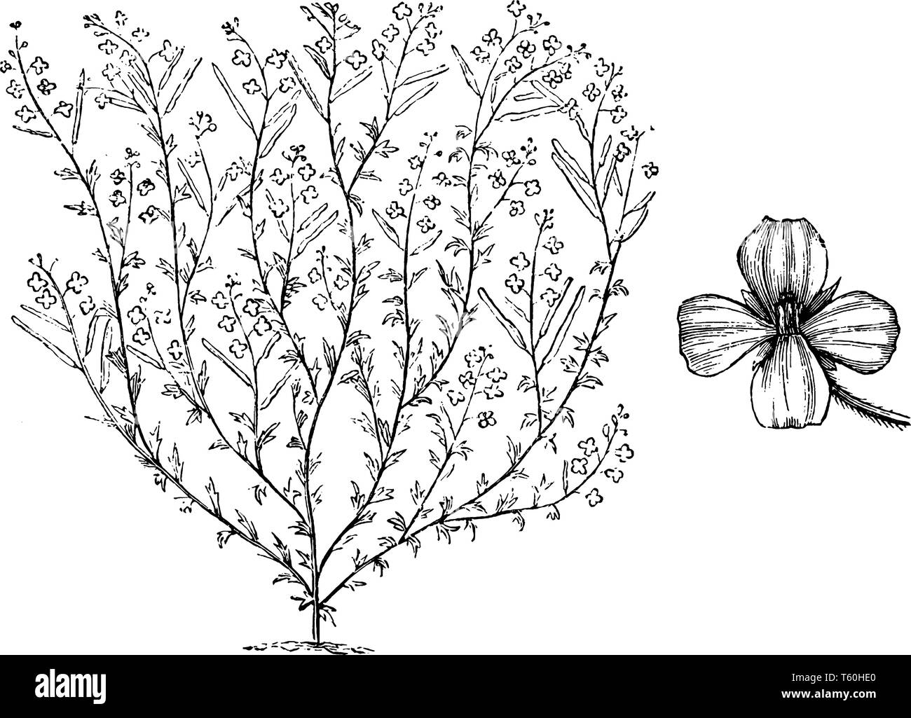 Questi tipi di fiori sono blu. Suddividerlo in piccoli rami come mostrato nell'immagine. Vi è un fiore di alimentazione sulla sinistra nella foto, vintage line draw Illustrazione Vettoriale