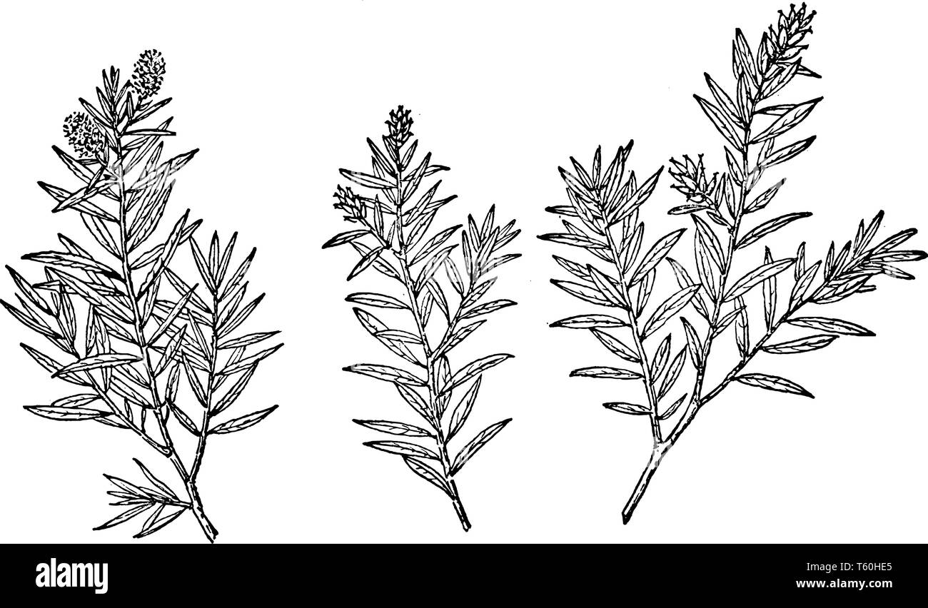 Una foto che mostra il ramo di Salice Yewleaf noto anche come Salix Taxifolia che è nativo di Messico meridionale e la costa del Pacifico, linea vintage drawin Illustrazione Vettoriale