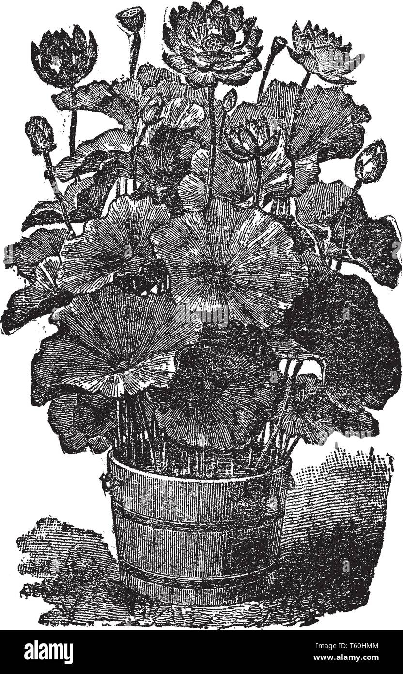 Questa è una foto di Lotus impianto che è specie di ninfee. Il suo fiore ha un elevato spessore di stelo. Le sue foglie sono larghi e rotondi, vintage di linea o di disegno Illustrazione Vettoriale