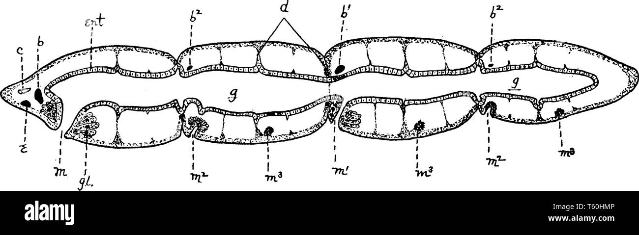 Microstomum che mostra una catena di quattro zooids prodotta da fissione e cervello dell'originale zooid, vintage disegno della linea di incisione o illustrazione. Illustrazione Vettoriale