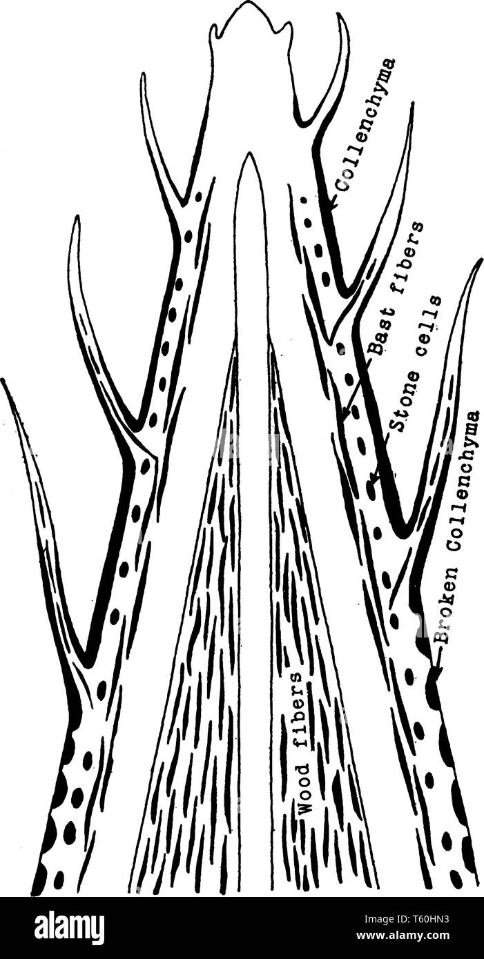Questa immagine mostra un impianto tessuto scheletrico. Questa immagine mostra una parte interna della pianta, vintage disegno della linea di incisione o illustrazione. Illustrazione Vettoriale