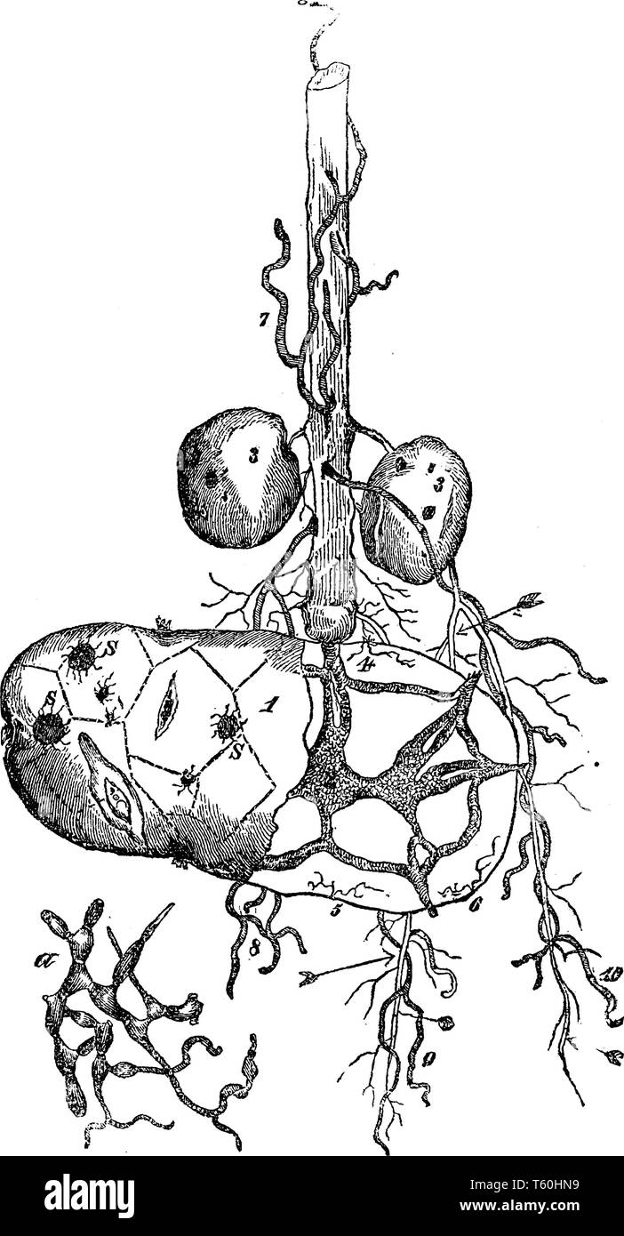 Questo è il seme di patate e. Quando la patata è cresciuto da occhio gemme, dopo impianto è radicata per il suolo e la parte inferiore del suo stelo è coperto da terra, li vintage Illustrazione Vettoriale