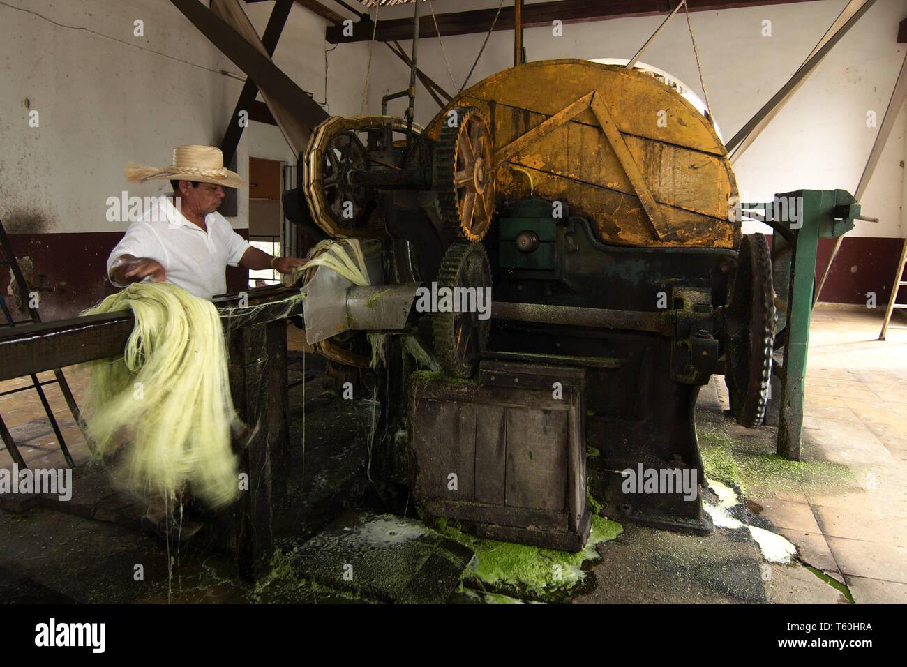 Tecoh, Yucatan, Messico - 2019: dimostrazione del tradizionale metodo di ottenimento di filo dall'henequen impianto (Agave fourcroydes). Foto Stock