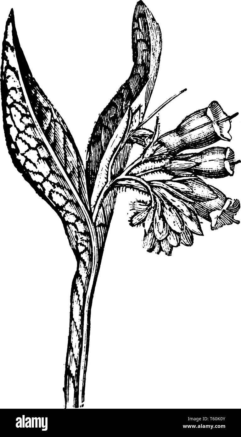 Una foto mostra un ramo e fiore di Comfrey conosciuta anche come Consolida. Si tratta di un'erba importante nel giardinaggio organico, avente molti medi Illustrazione Vettoriale