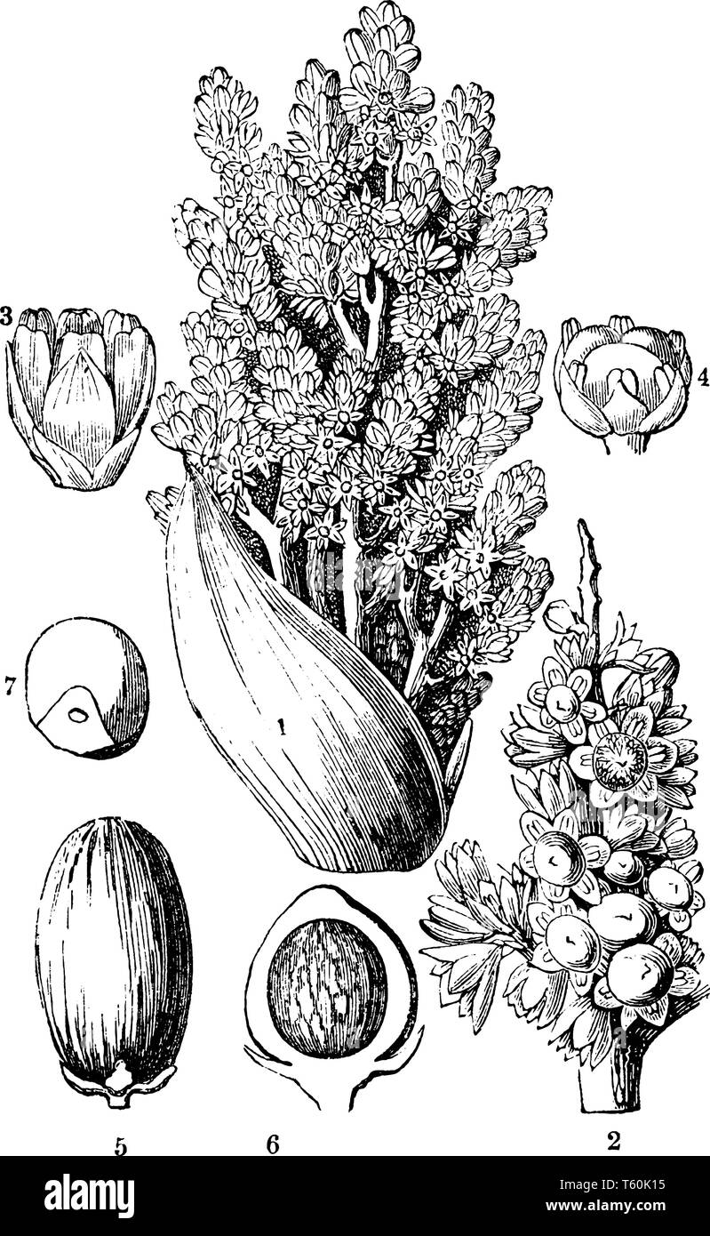 Una foto delle varie parti della ventola Palm tree che mostra infiorescenza di Chamaerops humilis, maschio e femmina fiori, un frutto maturo e un seme con un p Illustrazione Vettoriale