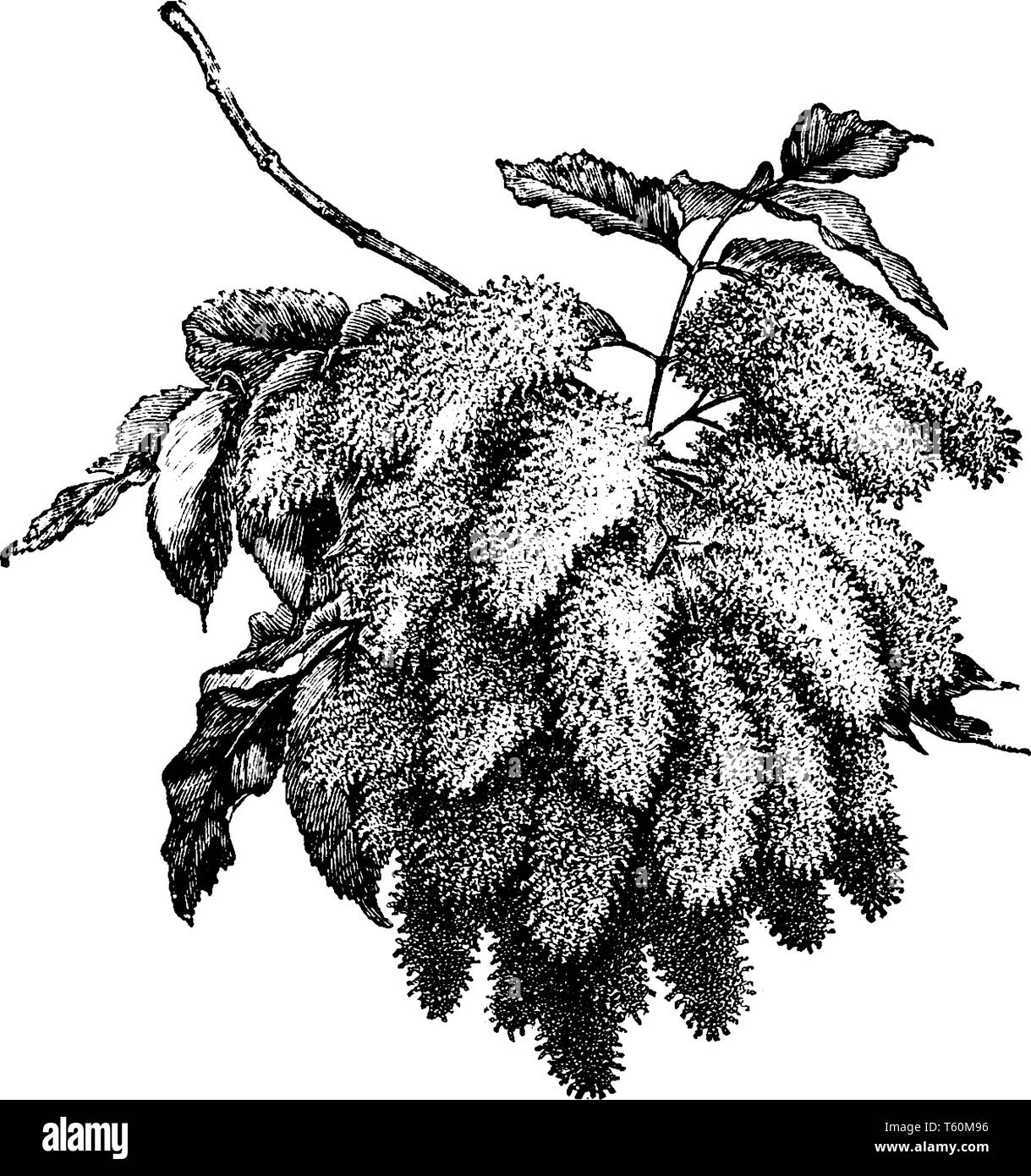 Una foto che mostra il ramo del Fraxinus ornus (orniello) tree. È di medie dimensioni con albero a foglie decidue crescente di 15-25 metri, vintage disegno della linea o engr Illustrazione Vettoriale