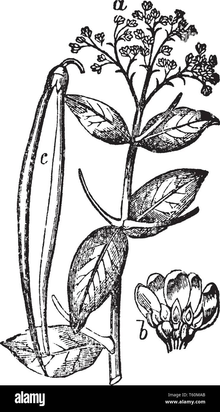 Una foto che mostra Dogbane. Apocynum cannabinum è il nome comune per esso e appartiene dalla famiglia Apocynaceae. In questo: a. fine del ramo, con leav Illustrazione Vettoriale