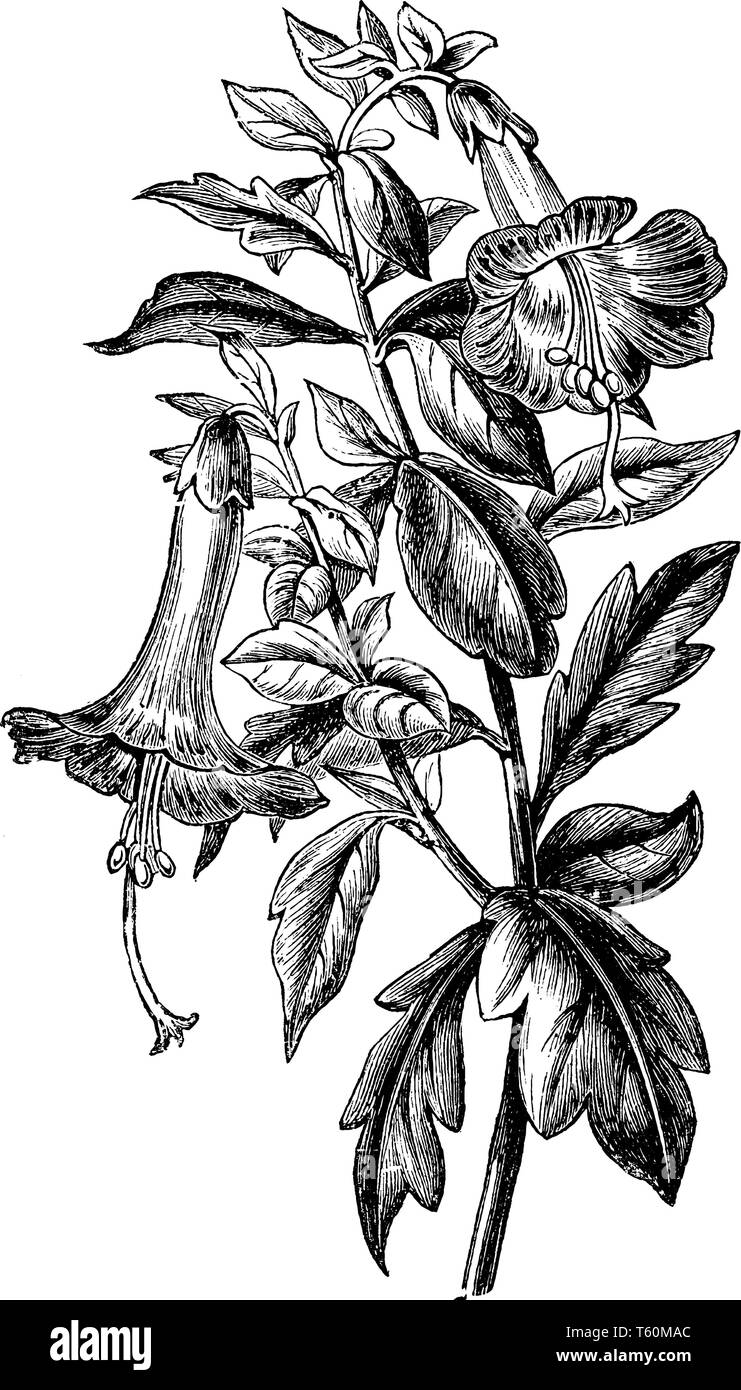 Un ramo di un piccolo arbusto o albero con affollati, semplice, a breve sgambate o foglie sessili, fiori a chiudere il morsetto di cluster e una corolla con un slend Illustrazione Vettoriale