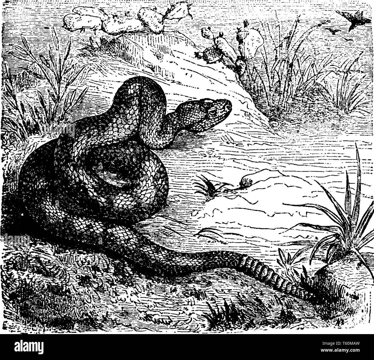 Rattlesnake settentrionale è una specie di velenose rattlesnakes endemico degli Stati Uniti orientali, vintage disegno della linea di incisione o illustrazione. Illustrazione Vettoriale