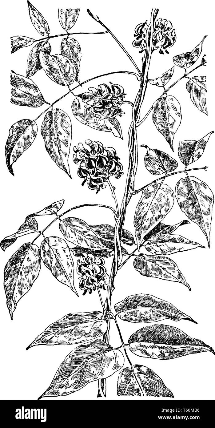 La foto del dado di massa vegetale. Suo vitigno possono crescere a 1-6 m. I fiori sono generalmente rosa, viola o rosso-marrone, vintage disegno della linea o engravin Illustrazione Vettoriale