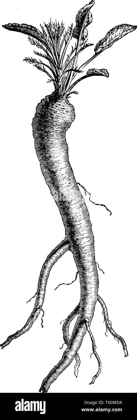 Questa immagine mostra un rafano. Si tratta di far crescere la metropolitana. Si tratta di vegetali di radice si avvale di spezie. È lungo e sottile. Lascia crescere il lato superiore di questo ve Illustrazione Vettoriale