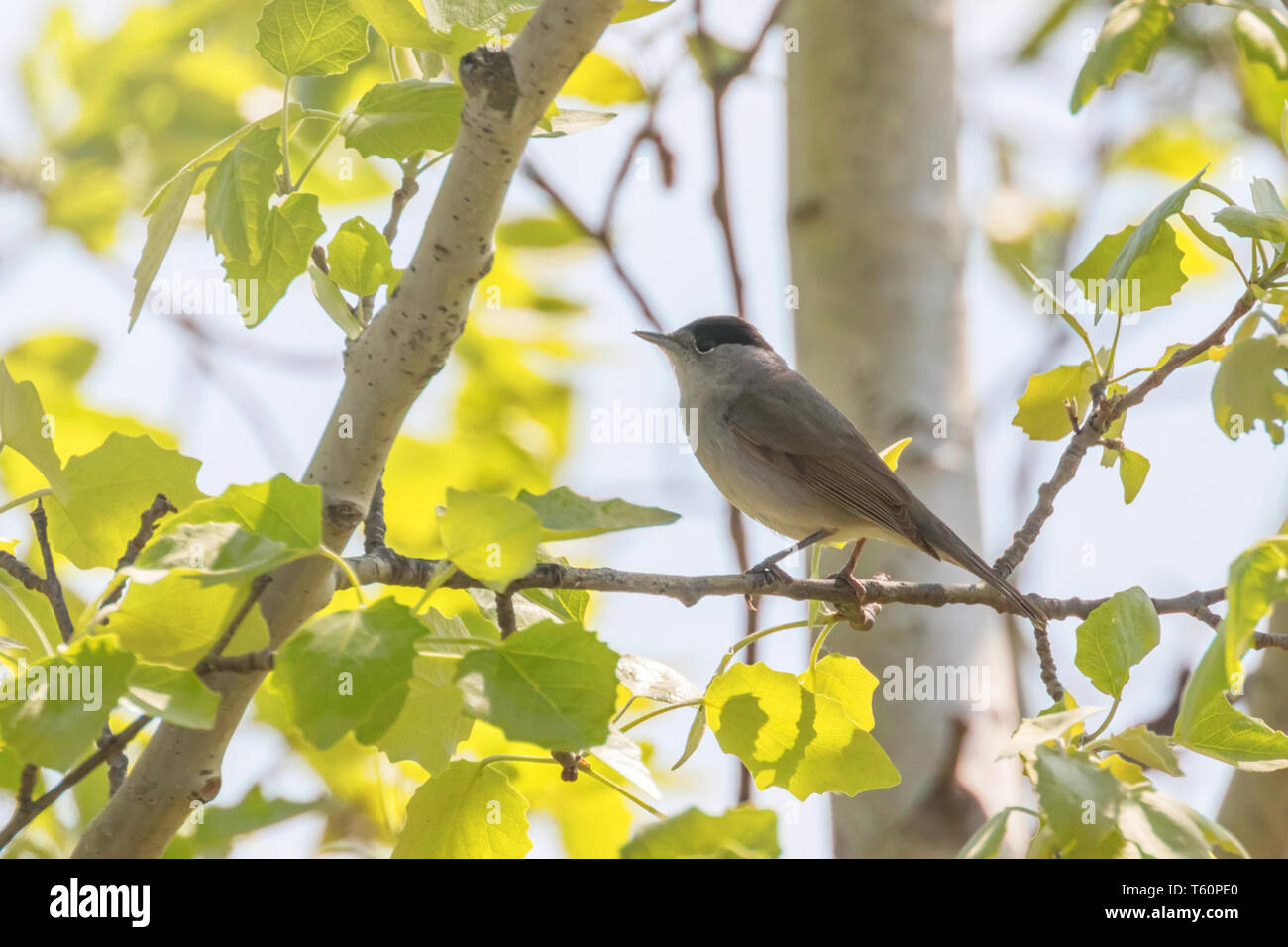 Capinera (Sylvia atricapilla) canto degli uccelli, Eurasian capinera Foto Stock