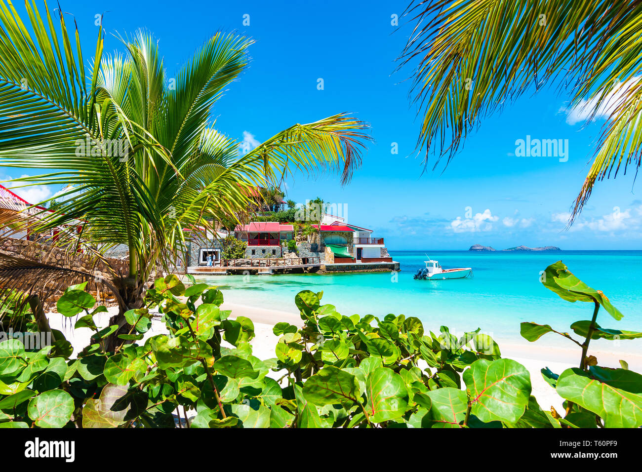 Palme sulla spiaggia tropicale, St Barths, isola dei Caraibi. Foto Stock