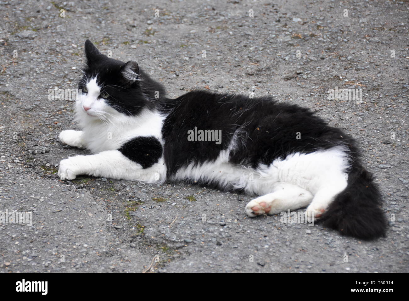 Bianco e nero longhair cat posa sulla terra Foto Stock