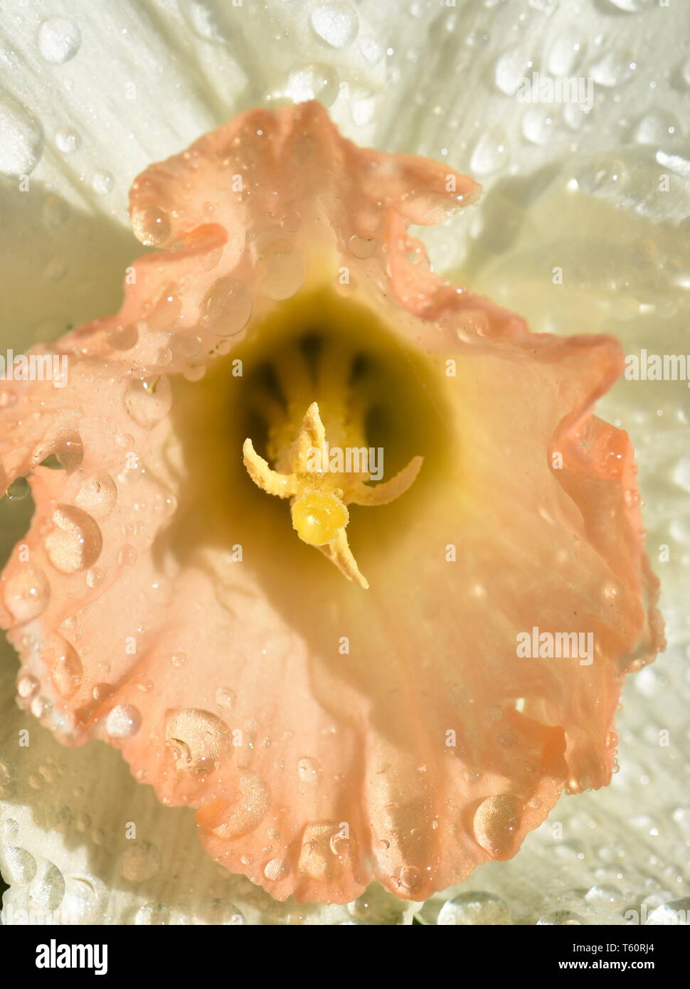 Primo piano su un bianco e arancione fiore di narciso con gocce di pioggia Foto Stock