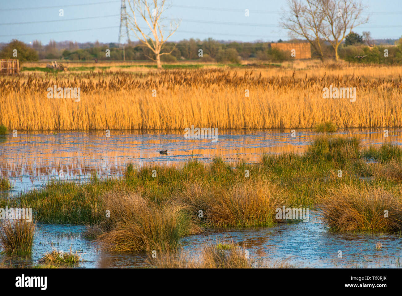 Il caldo sole di sera hits canneti a Wicken Fen nella Riserva Naturale del Cambridgeshire, East Anglia, Inghilterra, Regno Unito. Foto Stock