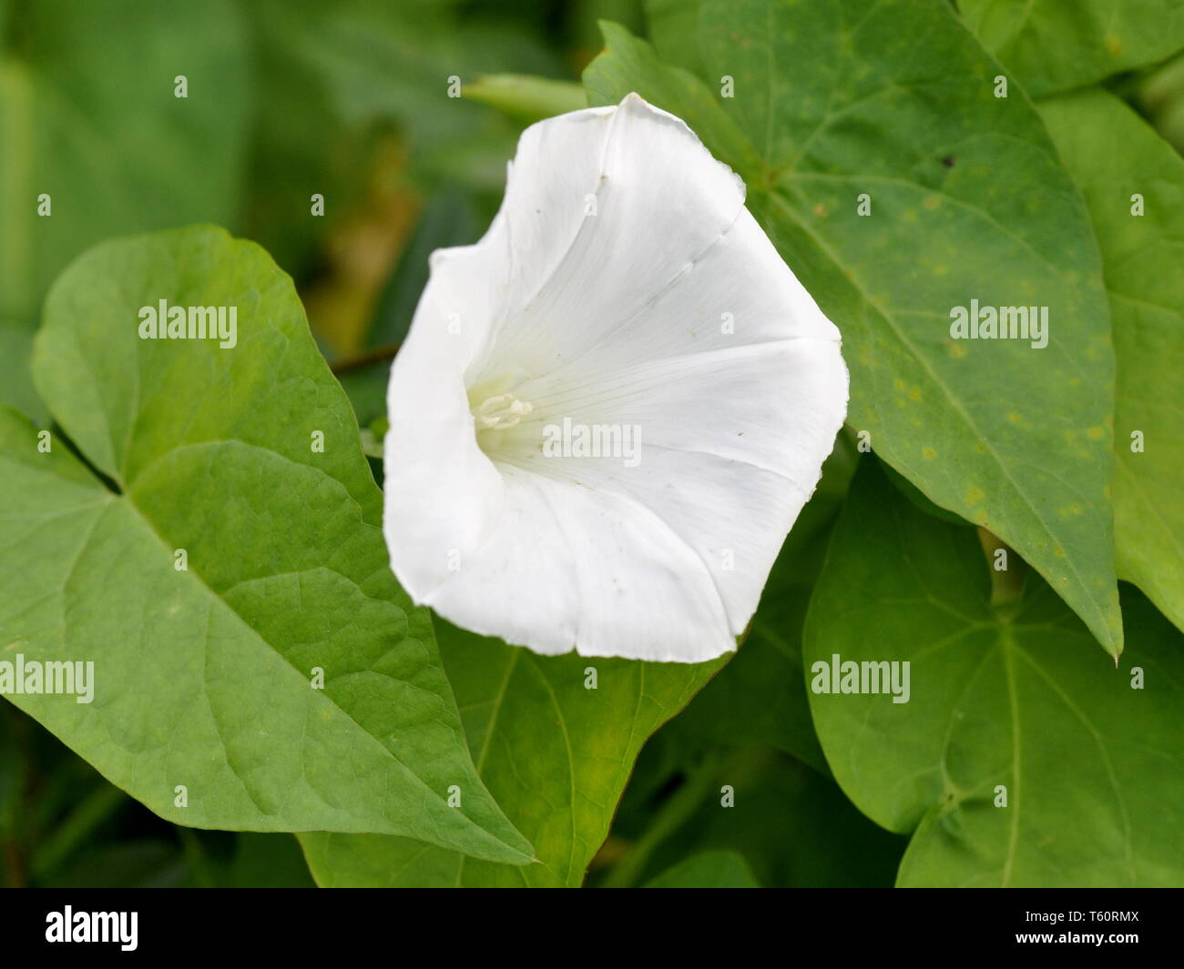 Il fiore bianco di una tromba di piante di vite Calystegia sepium Foto Stock