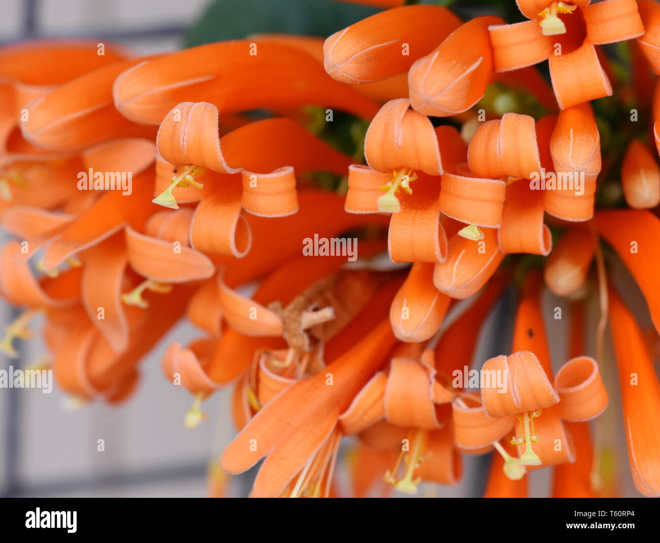Primo piano sui fiori arancione di un flamevine Pyrostegia venusta Foto Stock