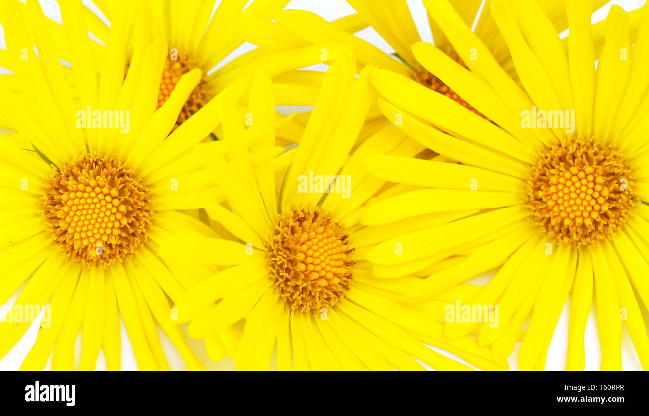 Leopard's Bane Doronicum orientale isolati su sfondo bianco Foto Stock