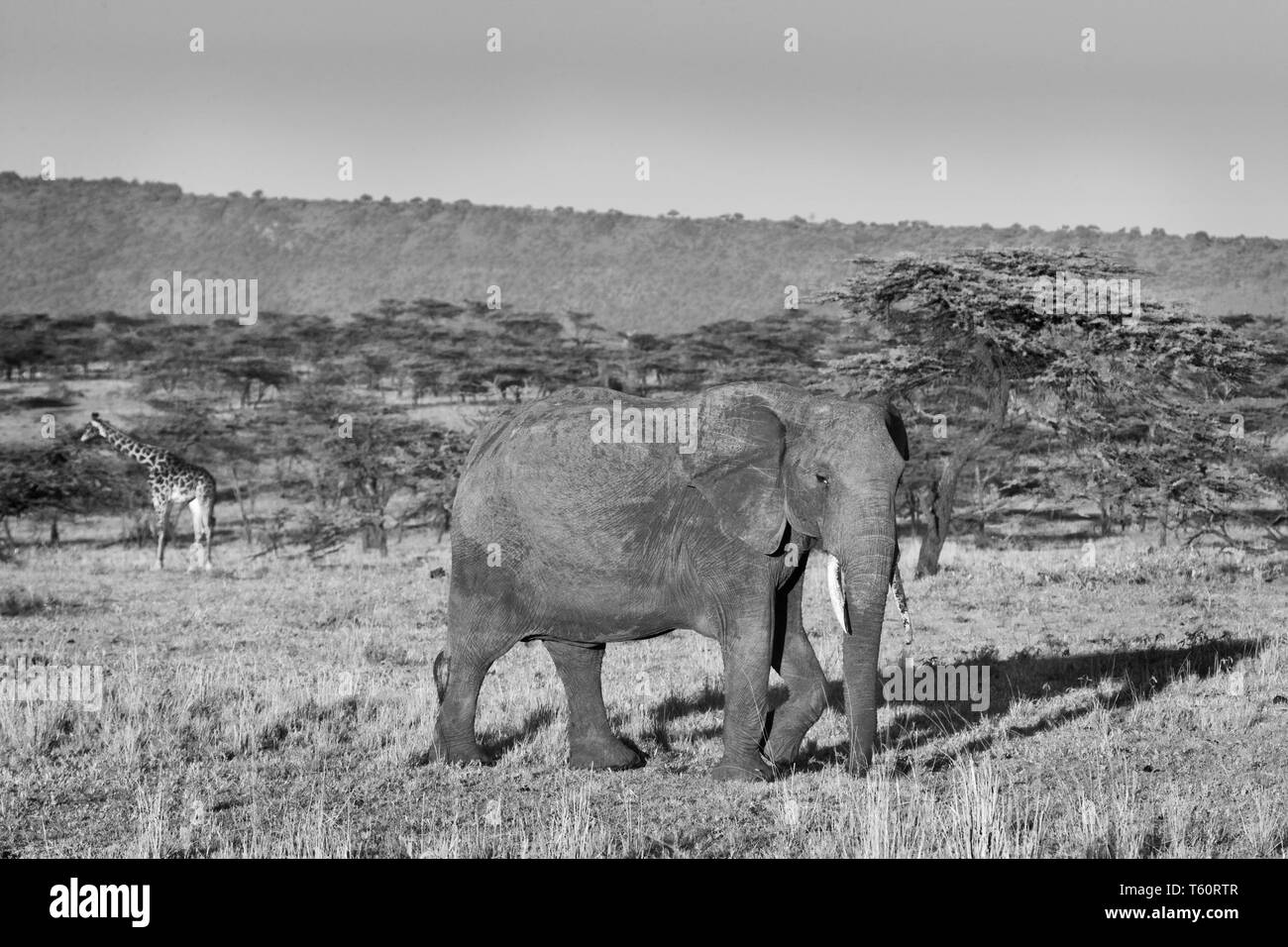 Elefante africano e giraffe sul Masai Mara, Kenya, Africa Foto Stock