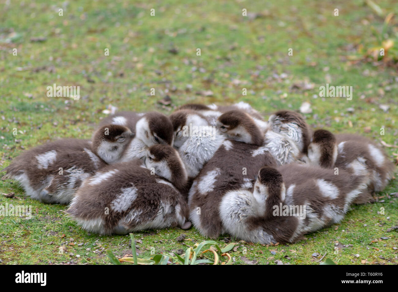 Madre di piccole oca egiziane con la sua famiglia carina di piccole fuggite nel parco per la colazione al mattino Foto Stock