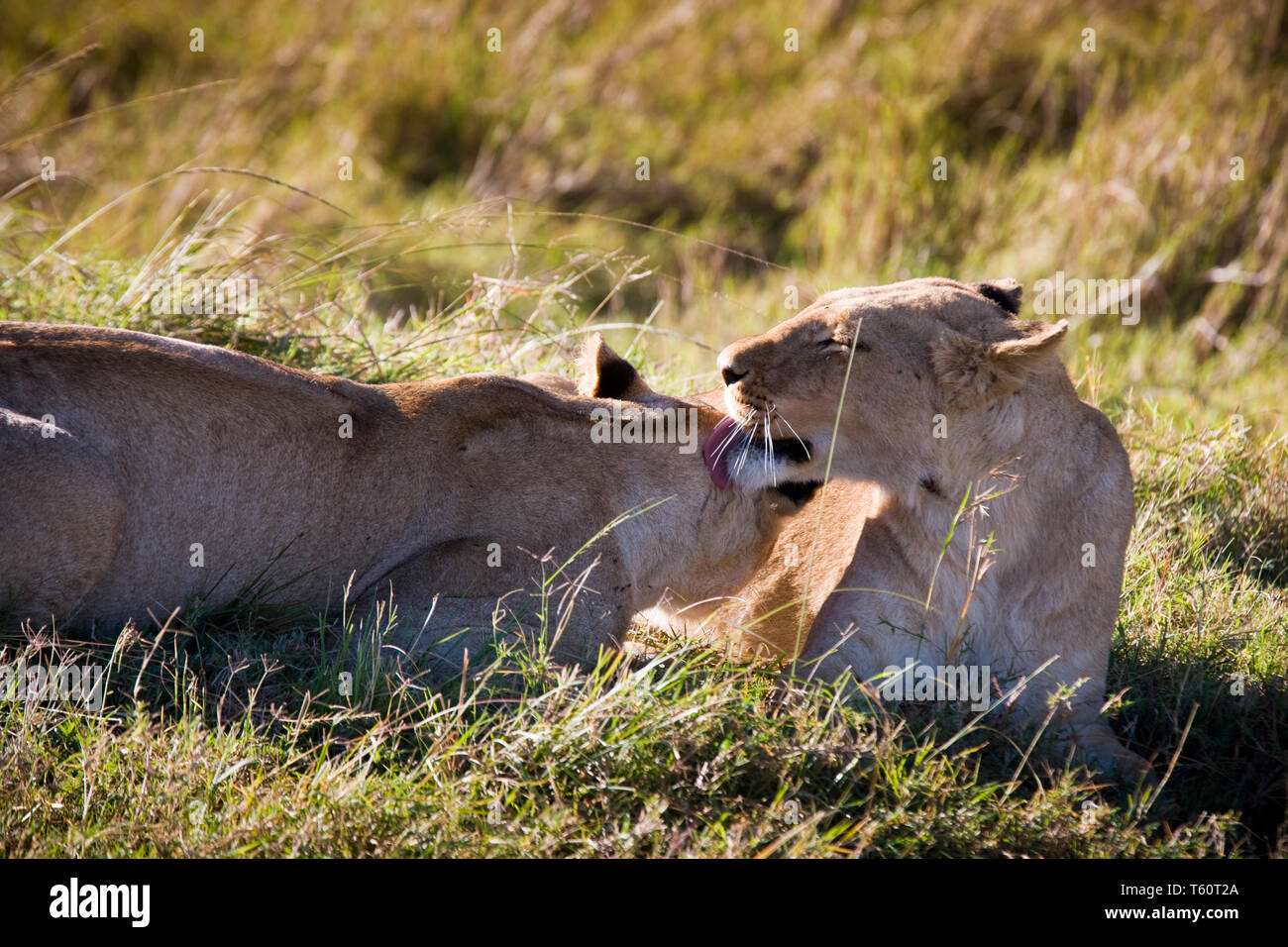 Leonesse leccare e saluto ciascuno di altri nel Maasai Mara, Kenya, Africa occidentale Foto Stock