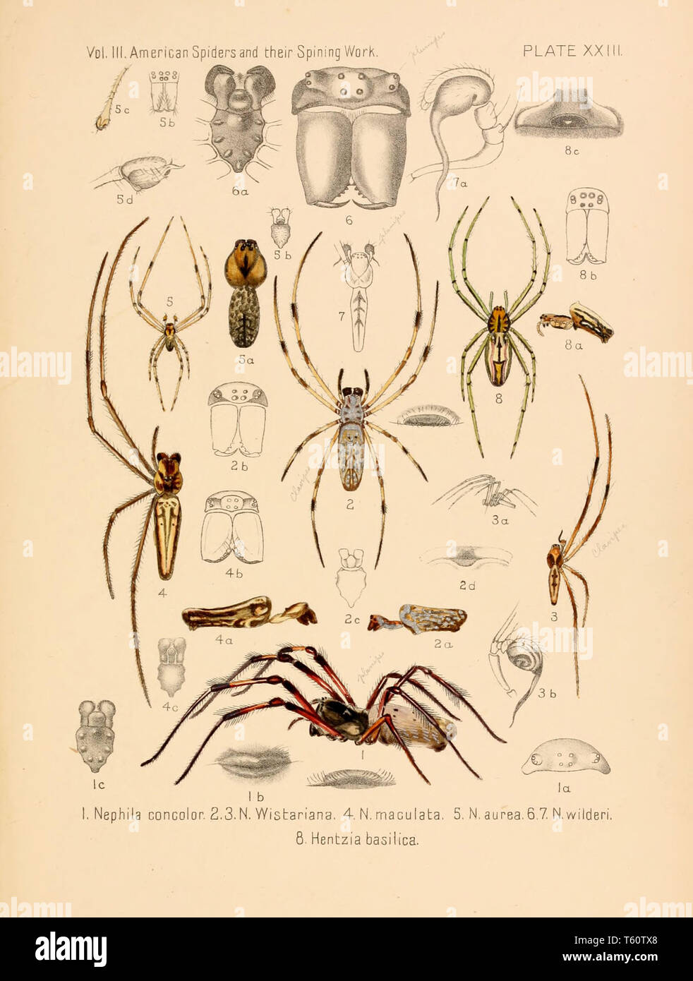 Bella vintage disegnati a mano illustrazioni di ragni esotici dal vecchio libro. Esso può essere utilizzato come un poster o un elemento decorativo per la progettazione di interni. Foto Stock