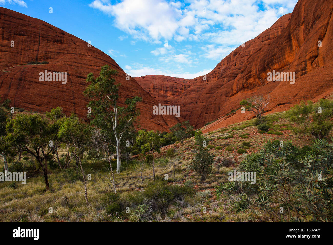 Valle nell'Olgas nel Kata Tjuta National Park con la macchia di deserto e cielo blu nel cuore rosso dell'Australia; Kata-Tjuta,Monte Olga Foto Stock