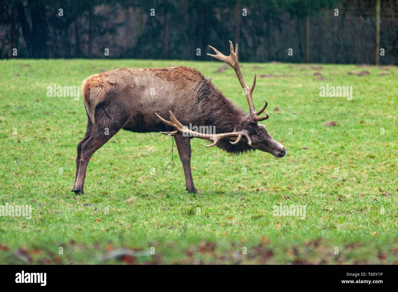 hart cresciuto con testa di cervo grande in ritratto ne mostra enormi antlers per la stagione di accoppiamento nella foresta come maestosa animale di foresta per cacciatori e caccia Foto Stock