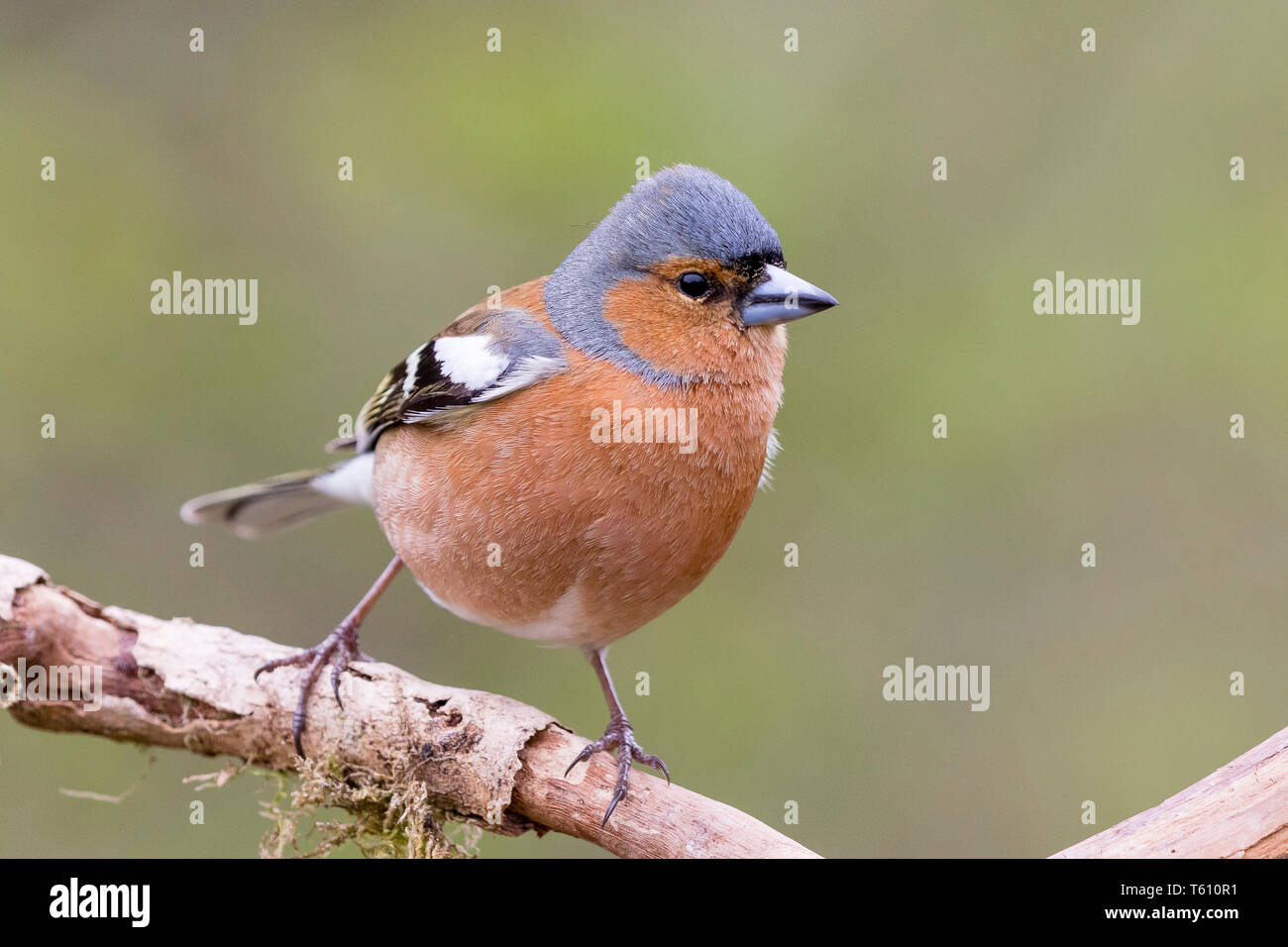 Fringuello maschio in primavera in Galles Foto Stock