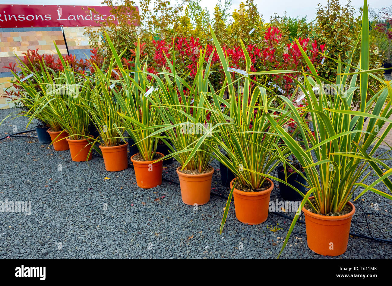Una fila di vasi di arbusti sempreverdi Phorium tenax variegata per la vendita in un Centro giardino Foto Stock