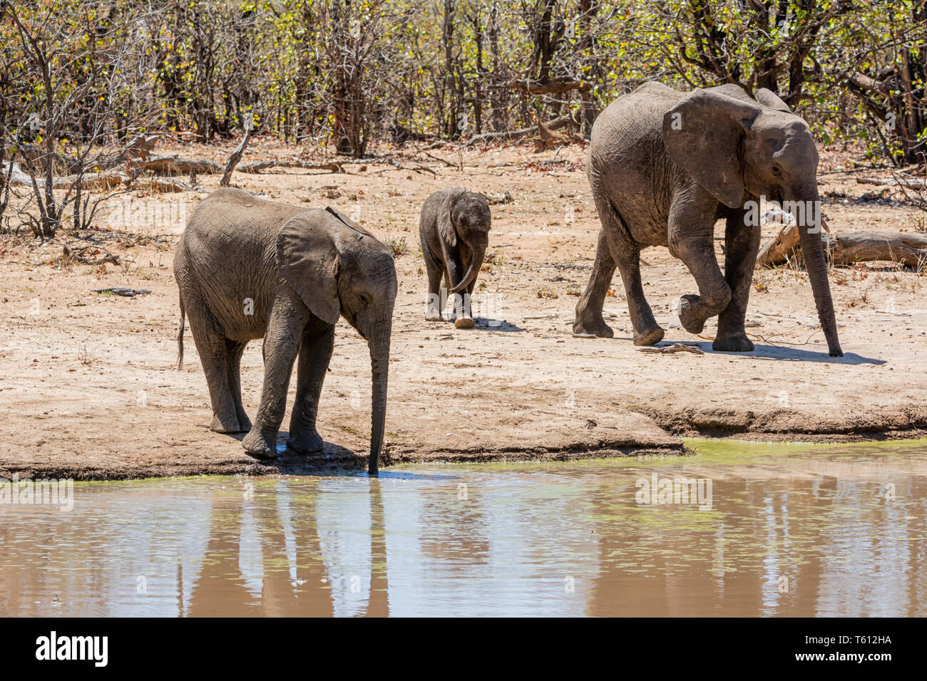 Gli elefanti africani in corrispondenza di un foro di irrigazione nel sud della savana africana Foto Stock