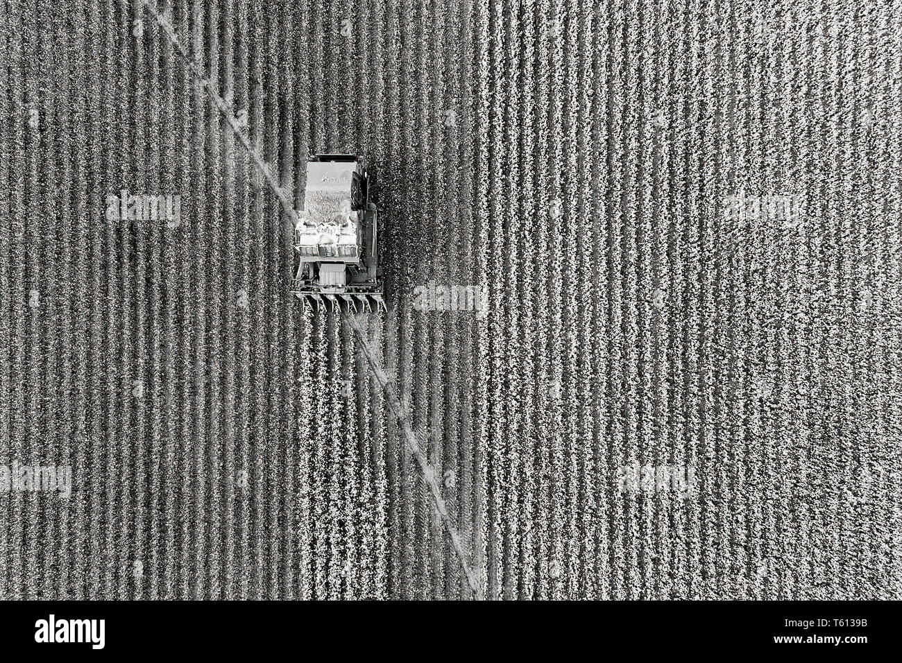 Raccolto di cotone combinano guida del trattore su cotone di cui viene eseguito il rip di campo coltivato il cotone grezzo antenna in vista aerea - Nero Bianco a contrasto di cotone bianco Foto Stock