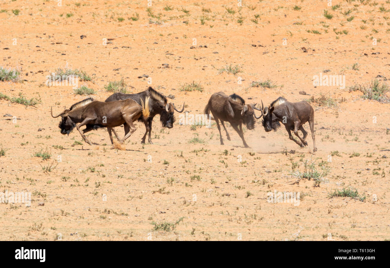 Gnu nero da un foro di irrigazione nel sud della savana africana Foto Stock