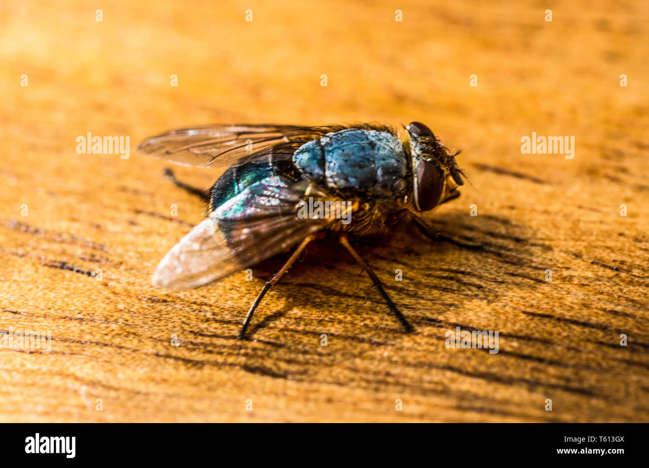 Grande casa fly ubicazione su una superficie di legno. Foto Stock