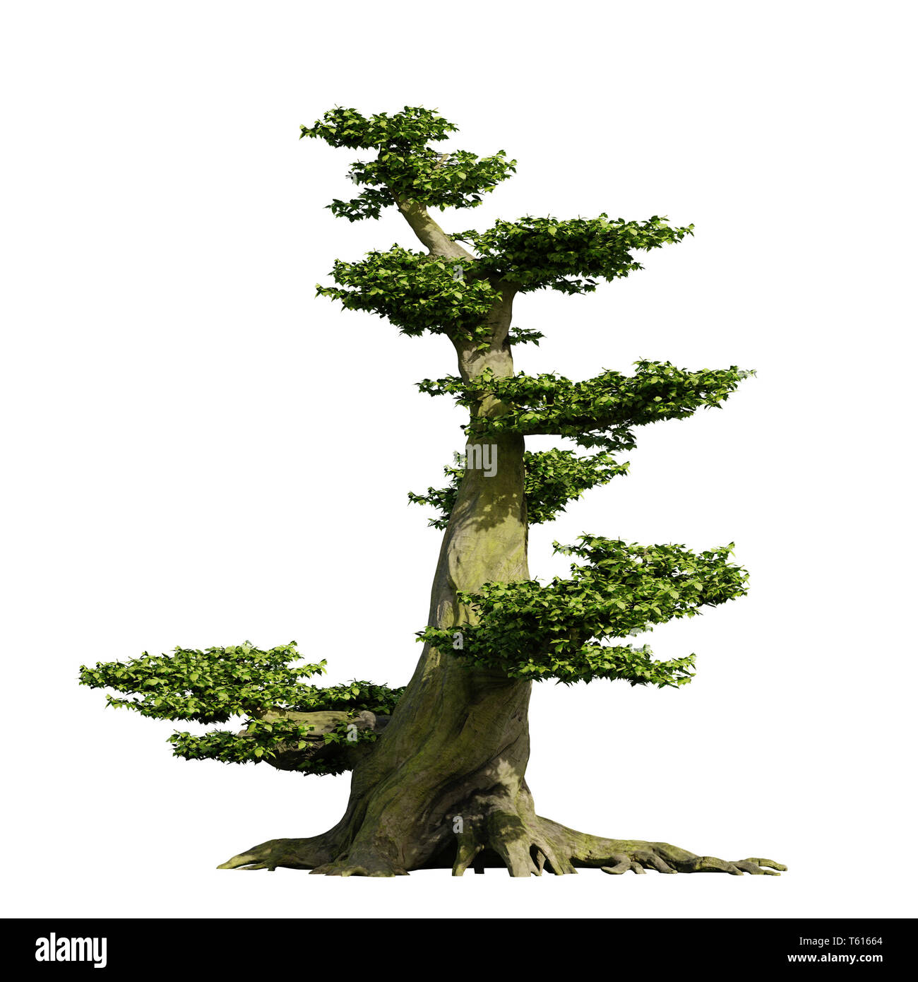 Il vecchio albero di bonsai, favola fantasy stile, isolati su sfondo bianco Foto Stock