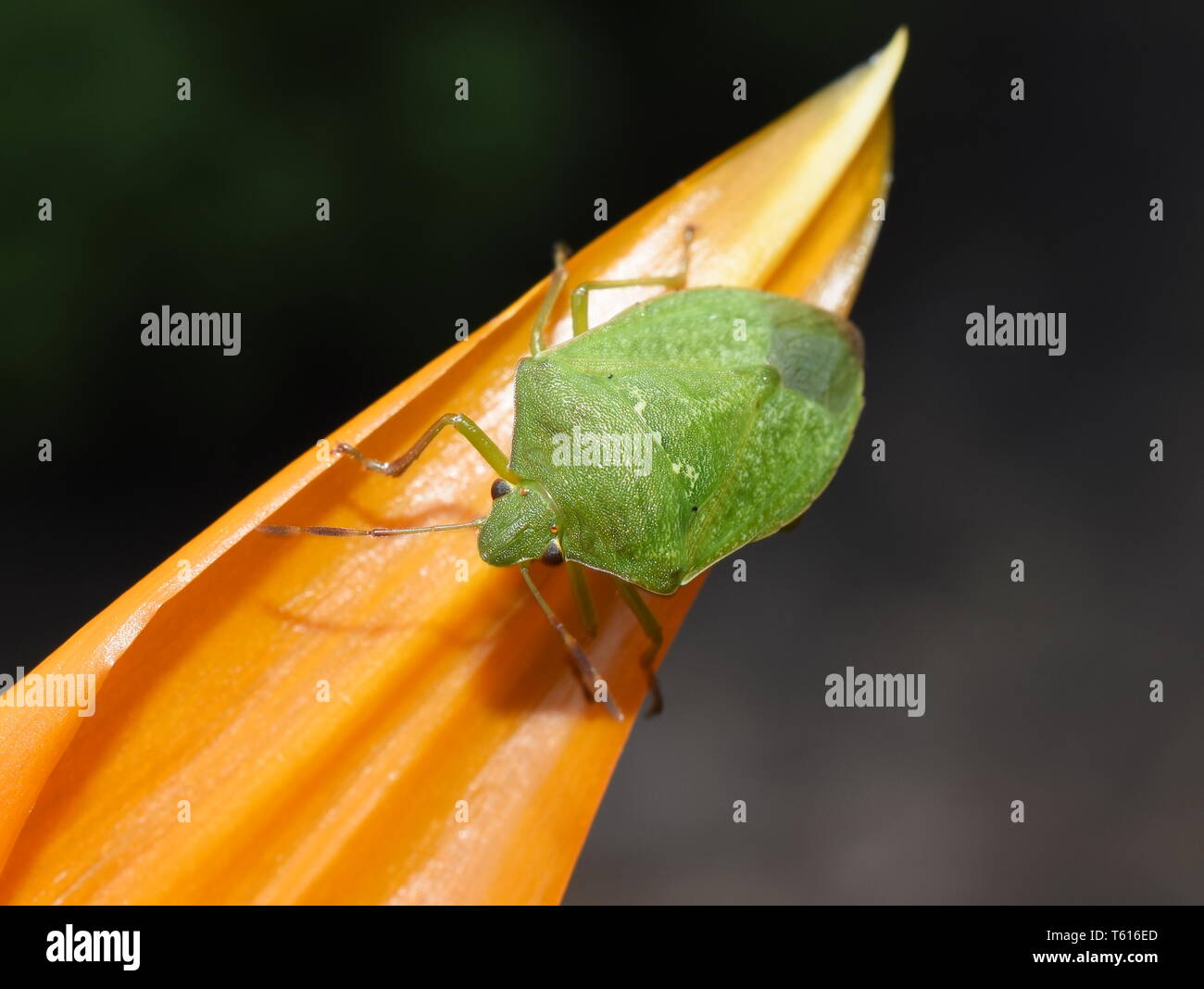 Southern green stink bug Nezara viridula su un fiore di arancia Foto Stock