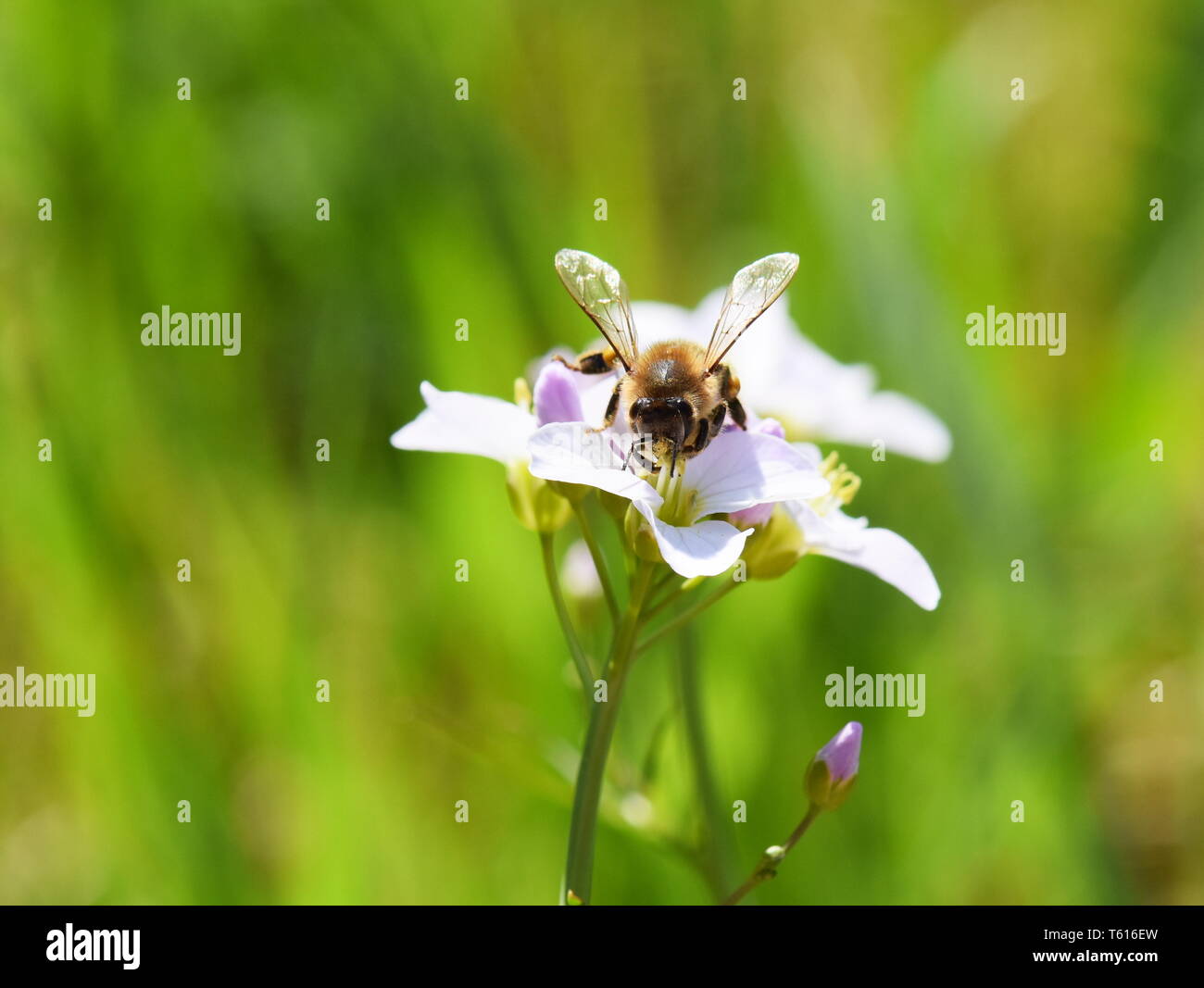 Honey Bee Apis mellifera per raccogliere il polline in un cuckooflower Foto Stock