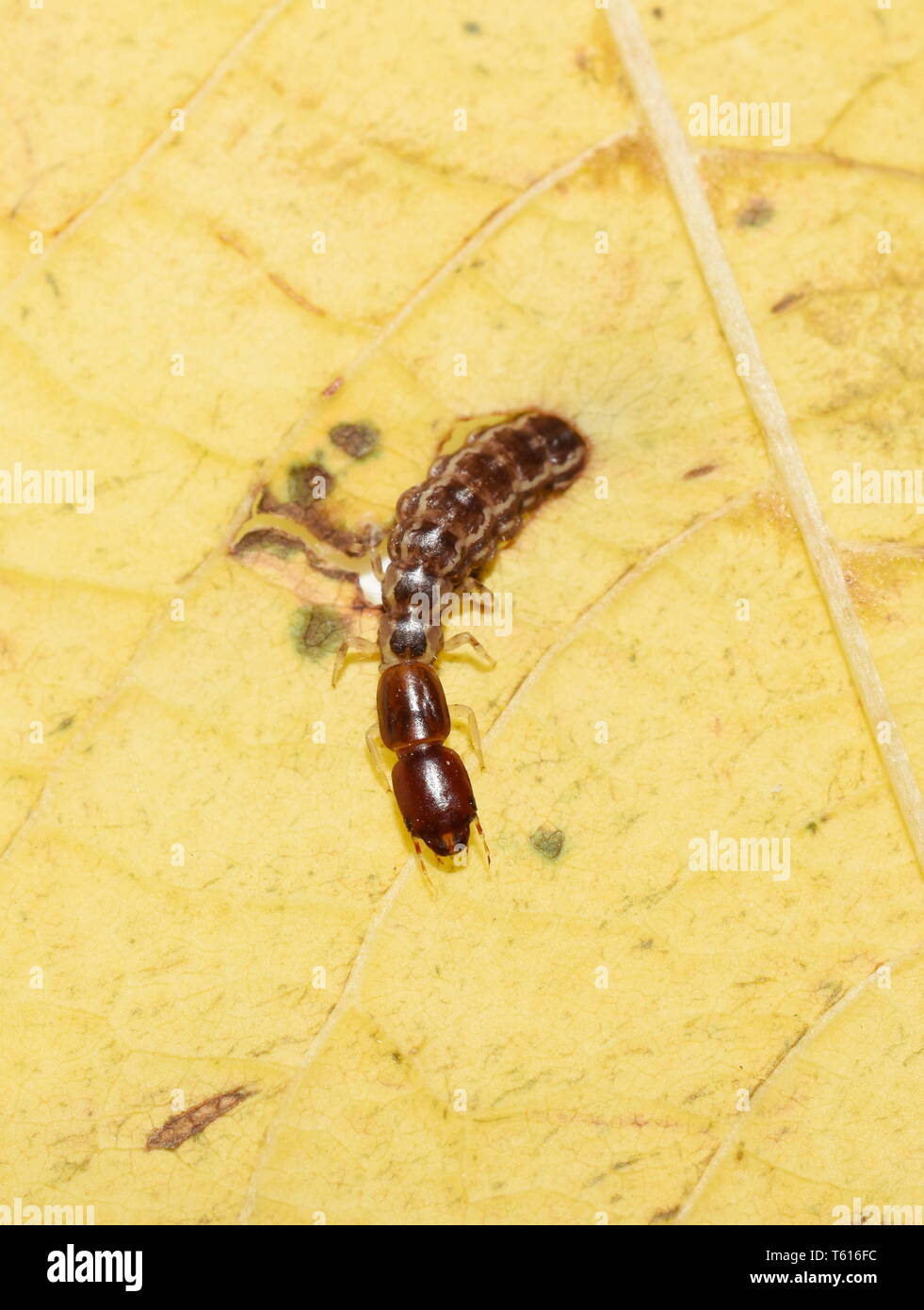 Le larve Snakefly strisciando su una foglia di colore giallo Foto Stock