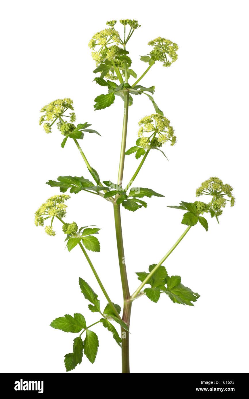 Blooming Alexanders impianto isolato su sfondo bianco closeup Foto Stock