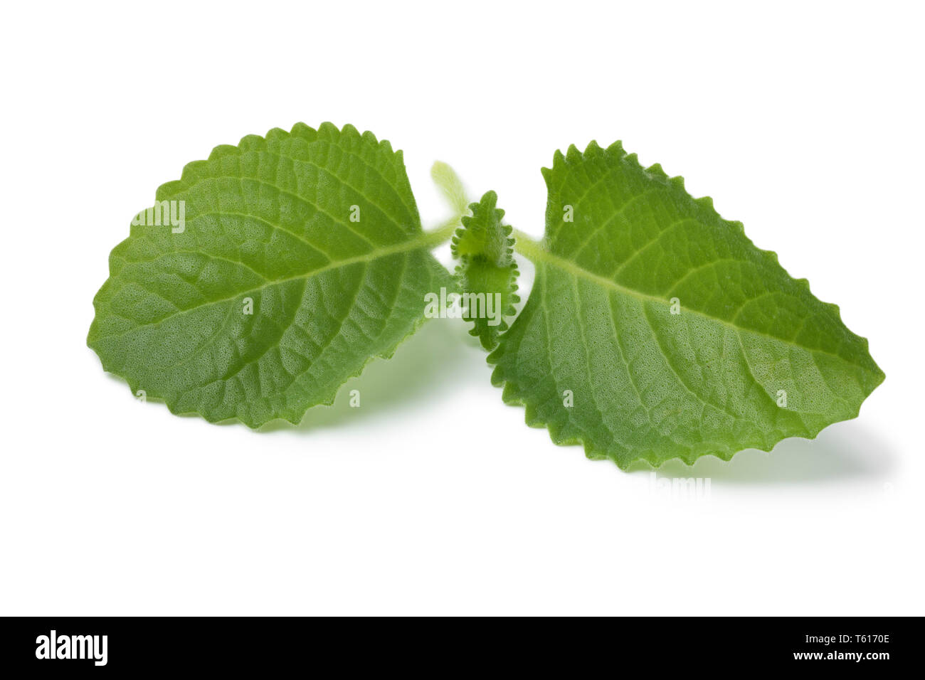 Fresco verde rametto di menta messicana isolati su sfondo bianco Foto Stock